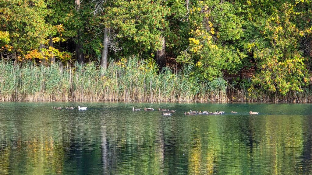 Ducks swimming in green lake - green lakes state park in Fayetteville, NY - cny nature cny hiking