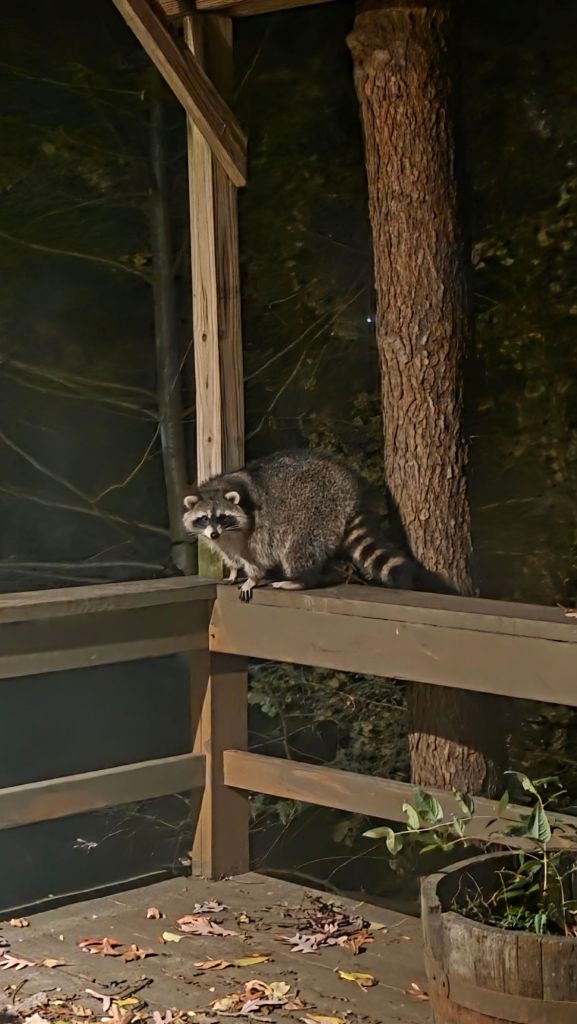 Chonky racoon on Kae Audhild's porch