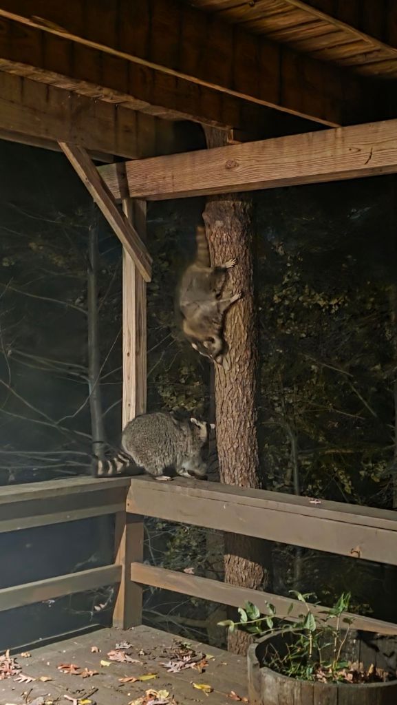 2 two chonky raccoons at Kae Audhild's house