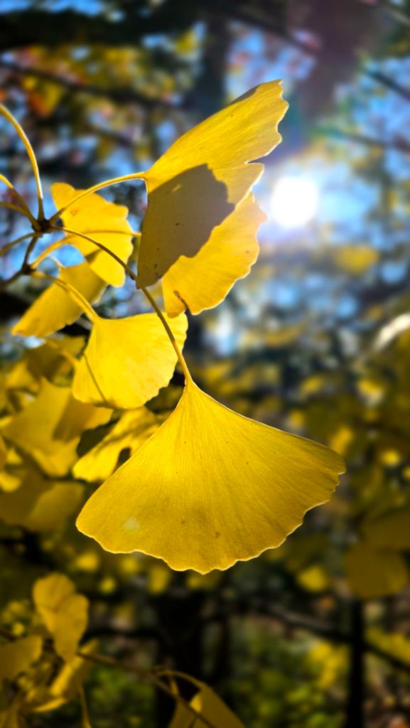Ginkgo leaves turn yellow in autumn. 
