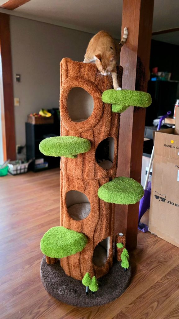 Viral TikTok instagram magic forest cat tree