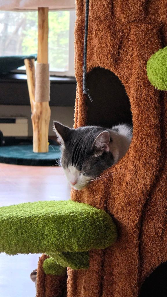Greg the cat sleeping viral cat tree