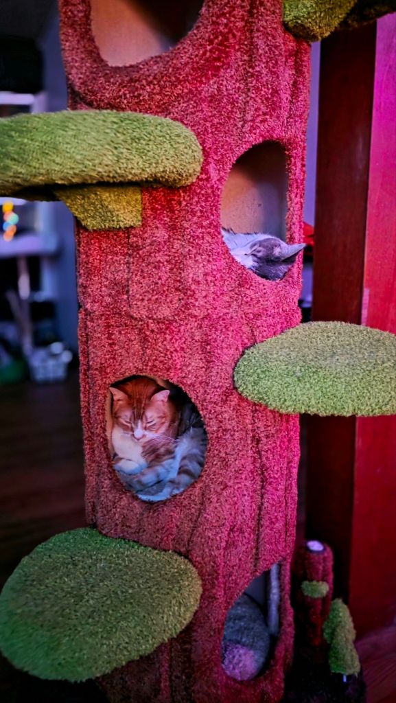 Dec 19, 2025 update: Oni and Greg love their tree and spend a lot of time napping, playing, and scratching on it, with no sign of wear. It's perfect! - cat favorites - check price on Amazon