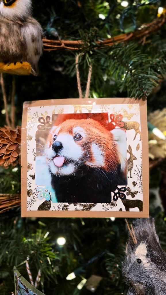 Ross Park Zoo's red panda with blep tongue sticking out - Christmas tree at Home for the Holidays 2025 at Roberson Museum in Binghamton, NY