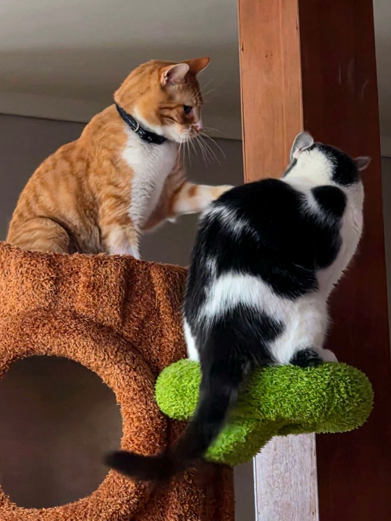 Orange and white cat reaches out to a black and white cat while playing on the top level of a cat tree with built-in platforms.