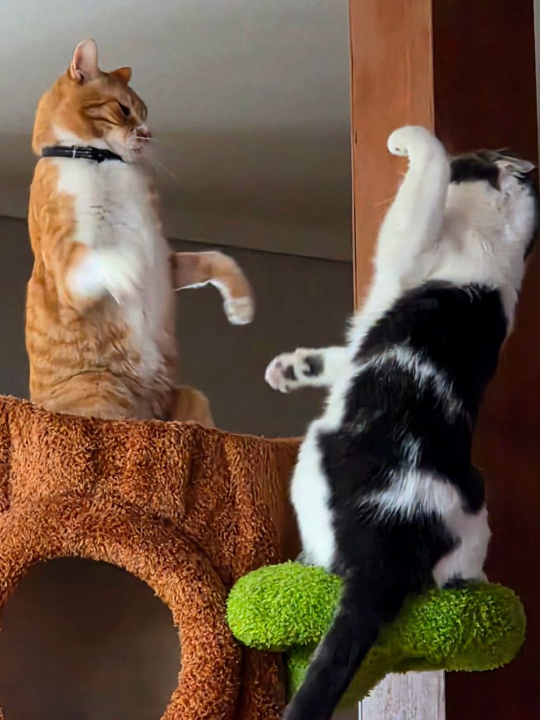 Two cats playfully spar on the highest level of a cat tree, highlighting the height and stability of the cat furniture.