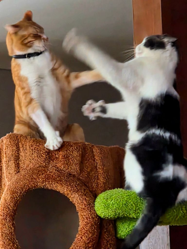 Two cats playfully batting at each other on the top platform of a tall indoor cat tree, showing how the multi-level design encourages active play.