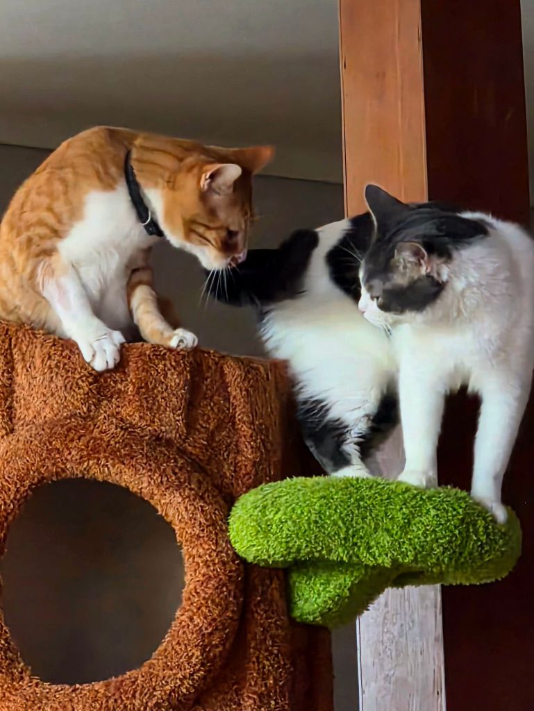 Two cats sharing the top of a sturdy indoor cat tree, demonstrating how the elevated platforms provide space for play and interaction.