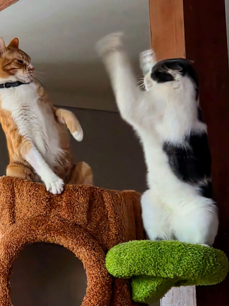 Two house cats standing on upper platforms of a modern cat tree, paws raised as they play and interact at the top of the structure.