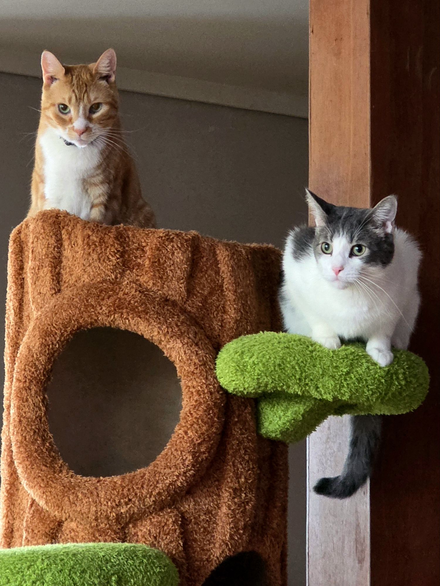 A Cat Tree Update: Still the Best Cat Furniture Purchase I’ve Ever Made