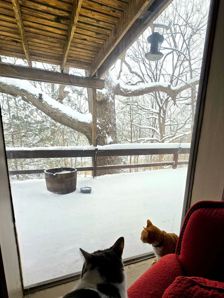 Cats Greg and Oni look out a large window to see a snowy landscape, 14 inches of snow in upstate New York, January 2026 snowstorm 