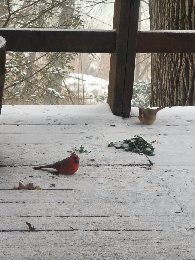 Pair of cardinals eating spilled bird seed on a snowy wooden deck during winter
