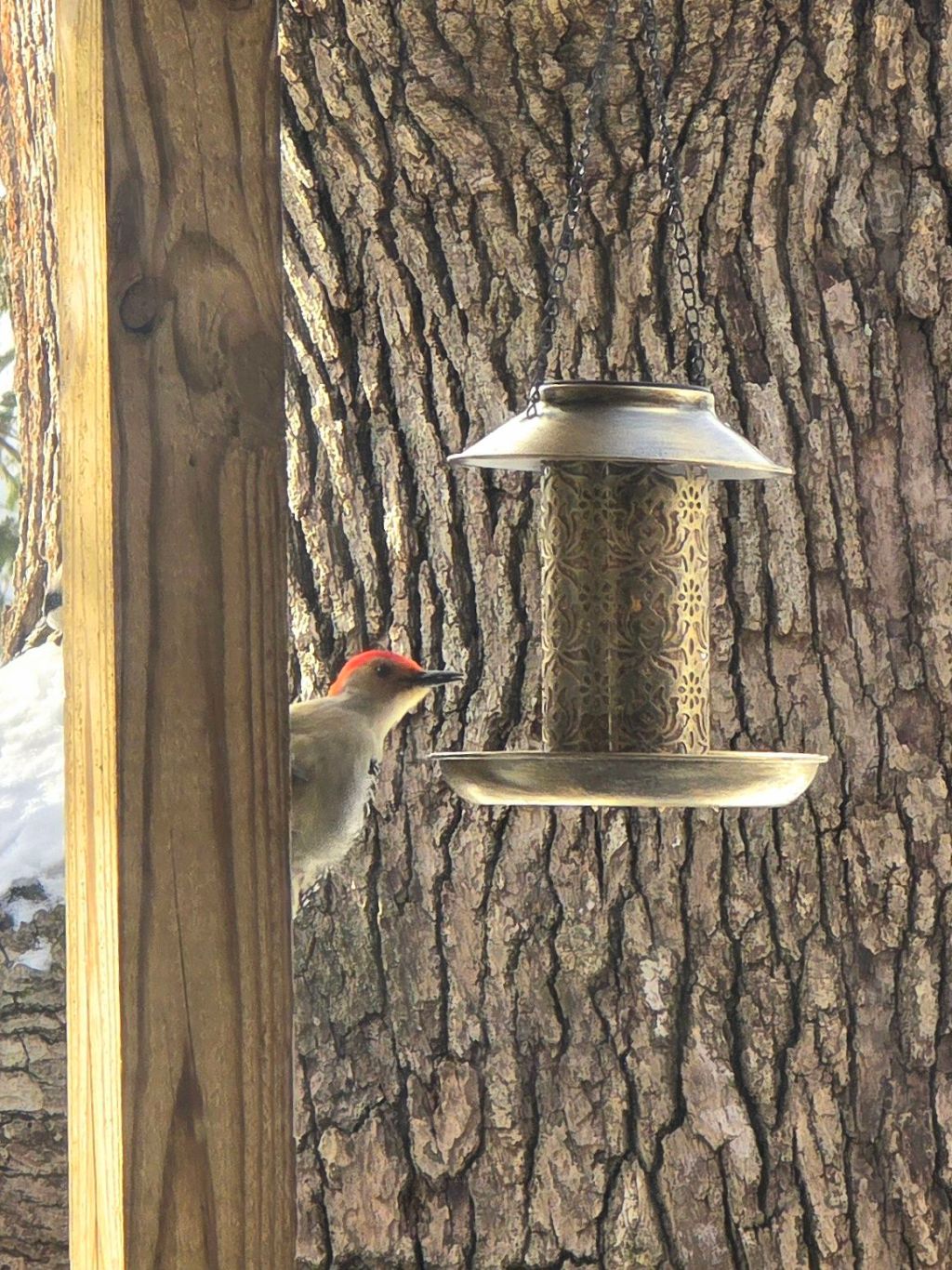 SweetFull Solar Hanging Bird Feeder&nbsp;Review