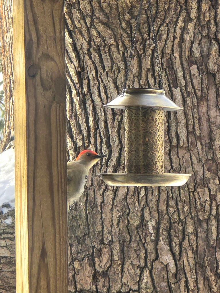 Male red-bellied woodpecker eating bird seed from a hanging metal solar bird feeder outdoors