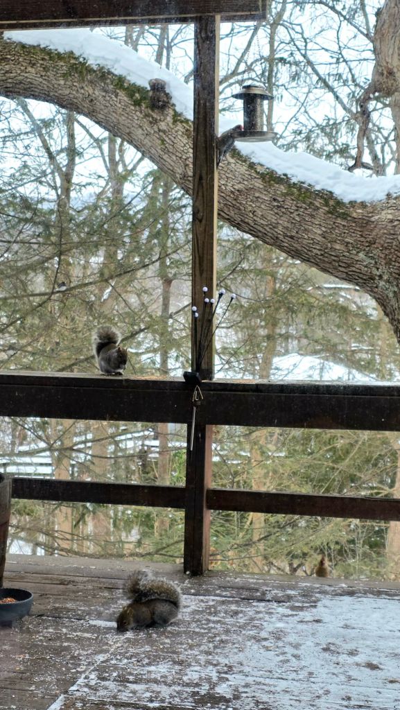 Male red-bellied woodpecker eating from a hanging bird feeder while squirrels and a female cardinal feed on seeds on a snowy deck