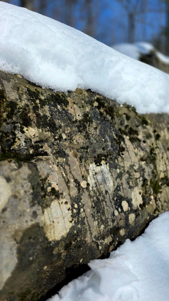 Close-up of limestone and moss at Clark Reservation State Park in winter, showing melting snow and natural karst rock formations in Upstate New York.