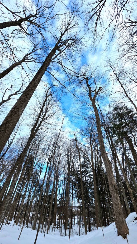 Old-growth forest at Clark Reservation State Park in winter, showing tall trees, snowy ground, and blue sky through bare branches in Upstate New York.
