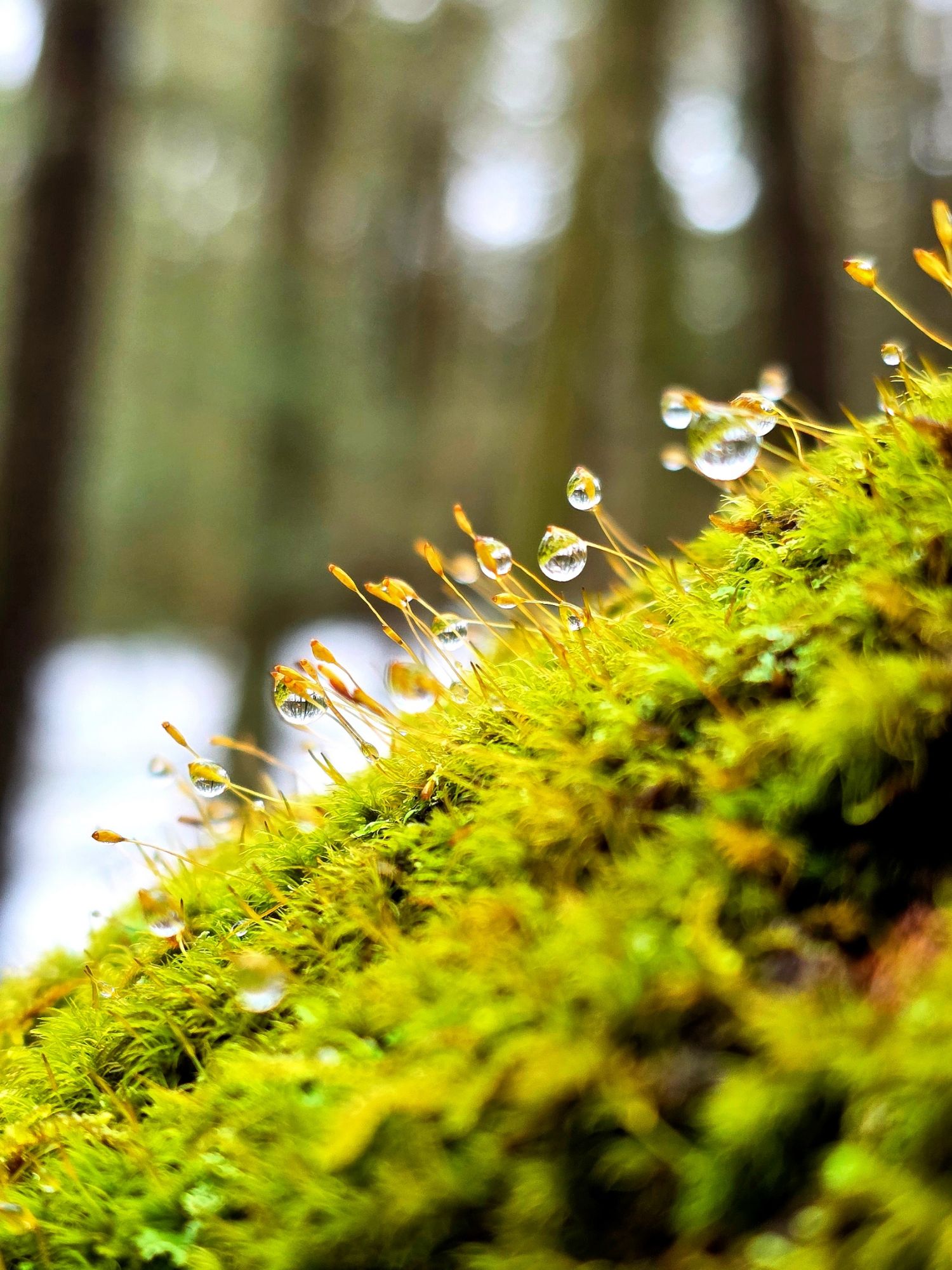 Gratitude #29 – February 2026