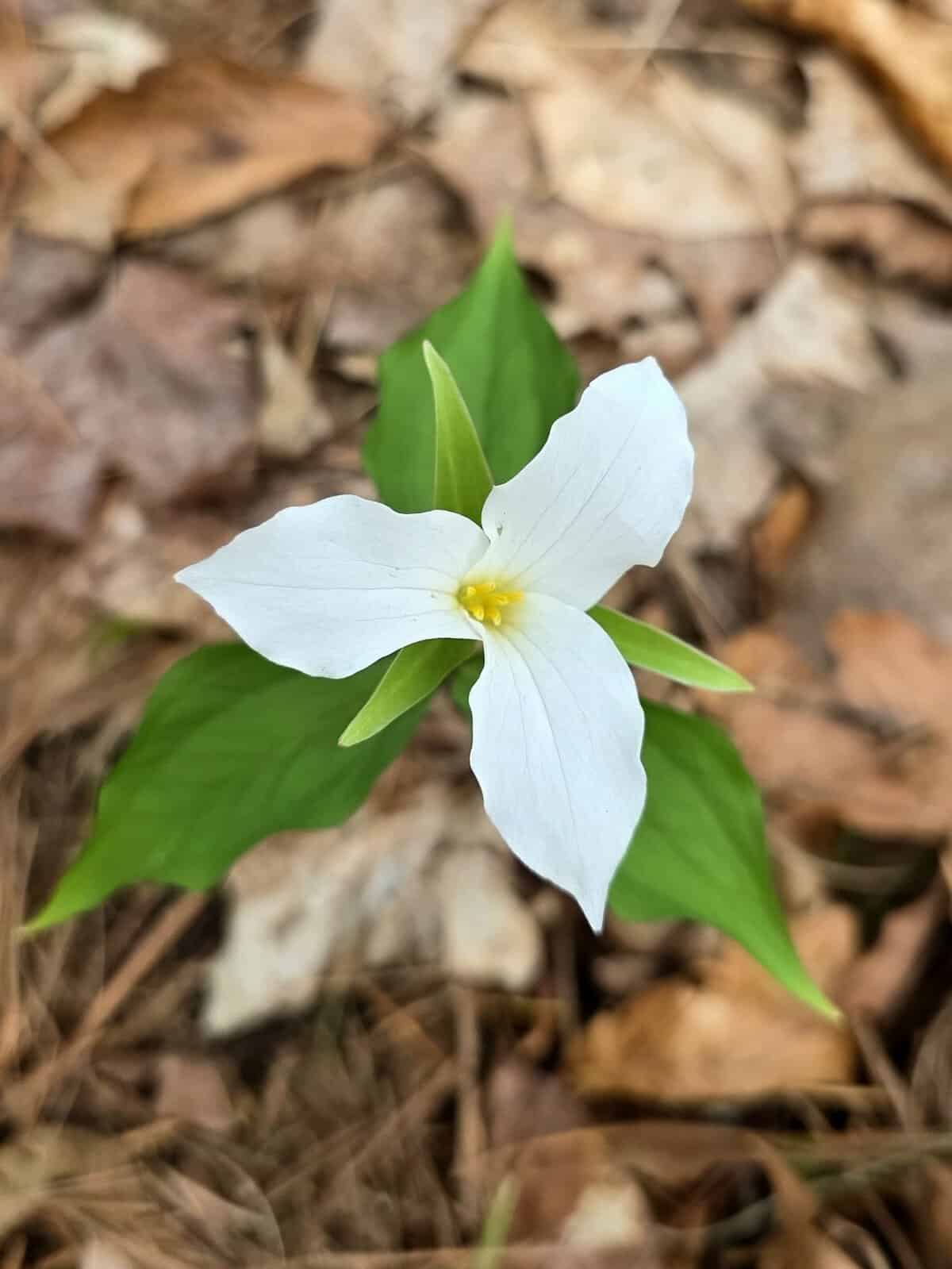 Great White Trillium at Monkey Run Natural Area – Ithaca, NY 🌱