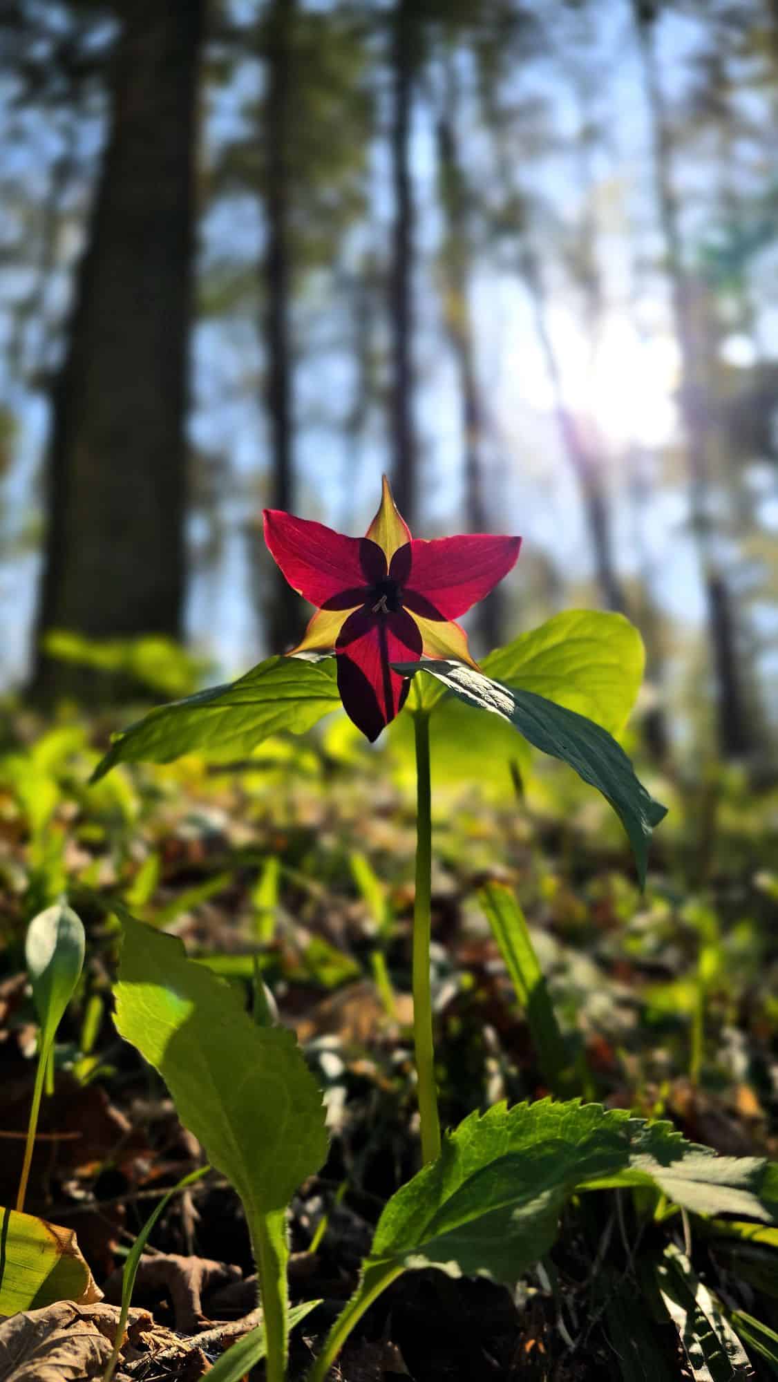 Red and White Trillium (and Other Beautiful Things) at Robert H Treman State Park – Ithaca, NY 🌿