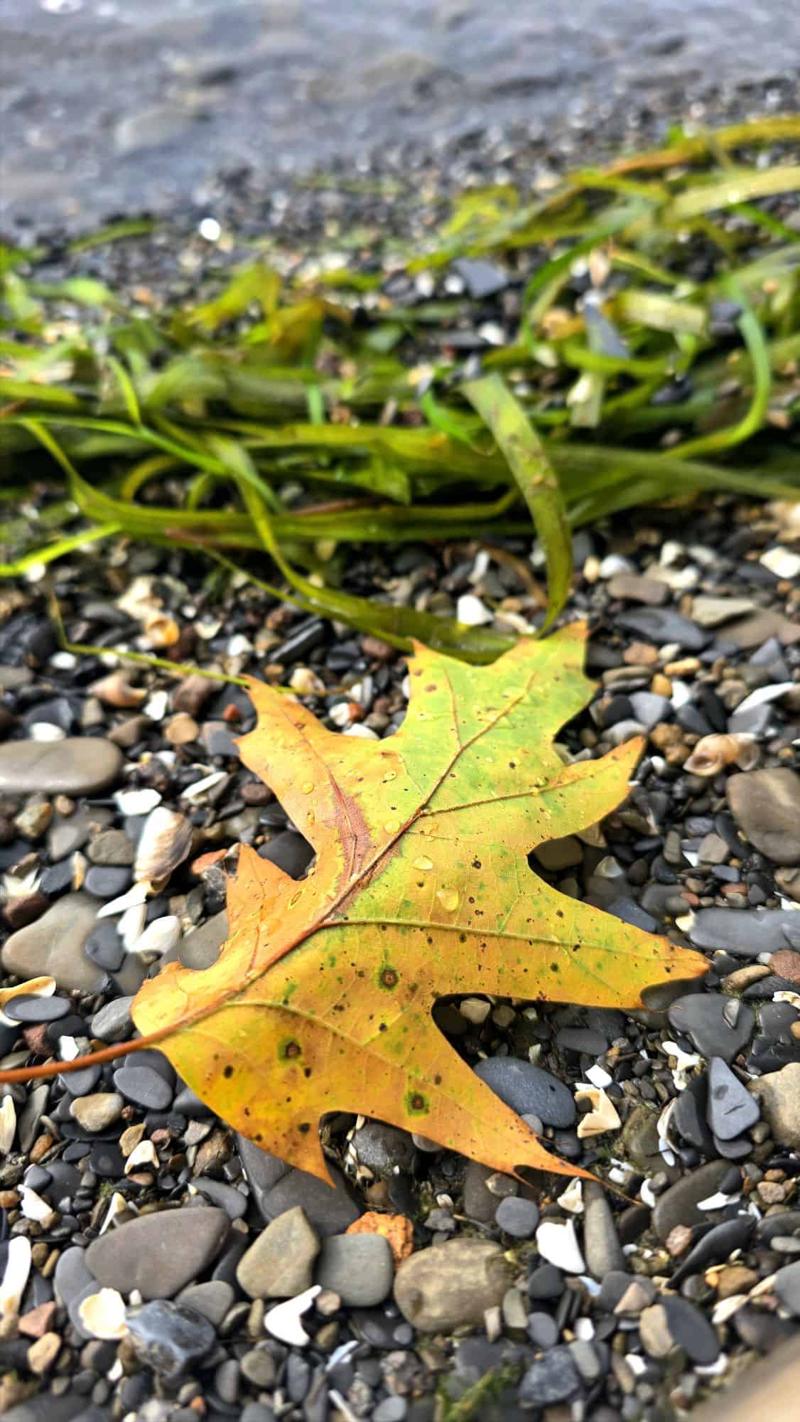 Cayuga Shores Wildlife Management Area – Lansing, NY